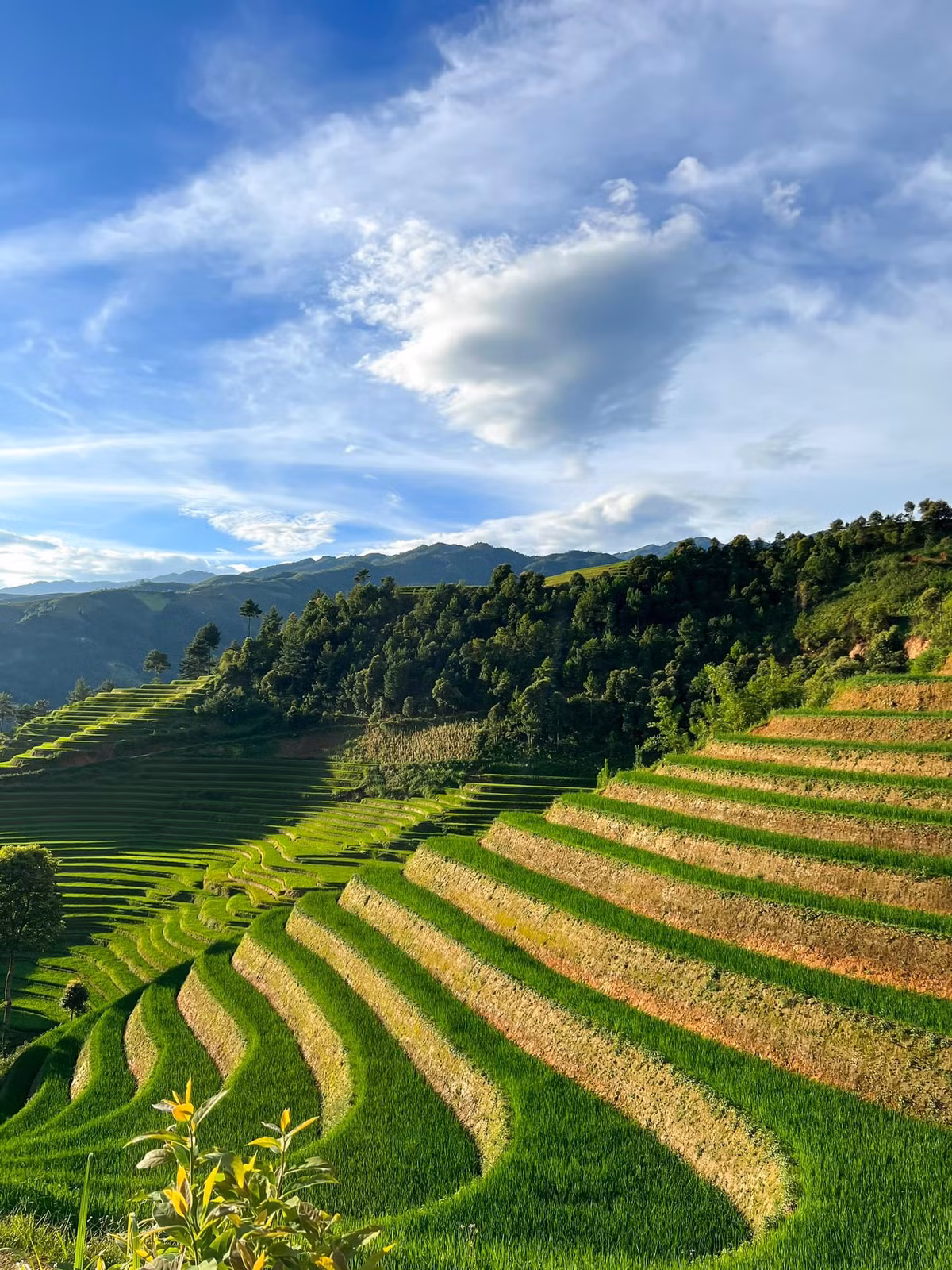 Tuy nhiên, nếu đi theo nhóm gia đình, có trẻ nhỏ hoặc không quen cung đường Tây Bắc, việc chọn tour sẽ giúp tiết kiệm công sức và đảm bảo an toàn. Nhiều công ty lữ hành hiện tổ chức tour Mù Cang Chải mùa lúa xanh 2N1Đ hoặc 3N2Đ, kết hợp các trải nghiệm như trekking bản Mông, đốt lửa trại, ngủ homestay và thưởng thức đặc sản địa phương như cá suối nướng, thịt trâu gác bếp, xôi ngũ sắc. Một số đơn vị uy tín có thể kể đến như Vietravel, Best Price, Travelogy Vietnam, với mức giá từ 2,2 – 3 triệu đồng/người tùy loại hình dịch vụ.