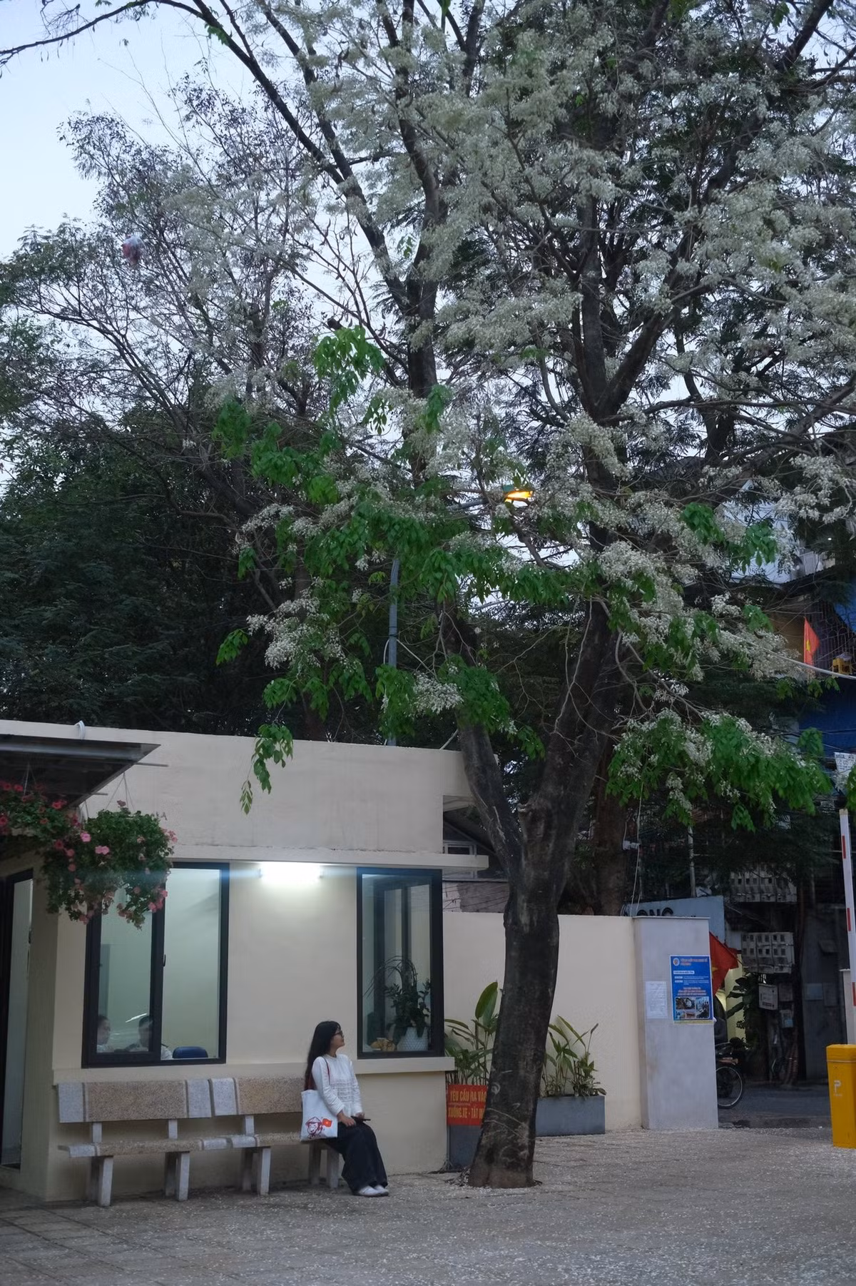 Từng chùm hoa nhỏ li ti kết lại thành từng mảng trắng, phủ kín tán cây. Từ xa nhìn lại, cả con phố như được “phủ tuyết”, mang vẻ đẹp vừa lạ vừa quen giữa lòng Thủ đô. Ảnh FB Đỗ Vân Anh