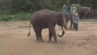 Cú sút sau siêu đẳng của voi.