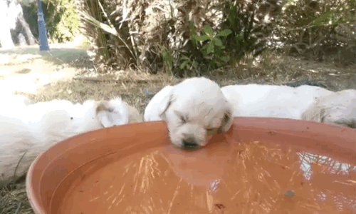 Chú chó con giật mình trong khi ngủ hết sức dễ thương.