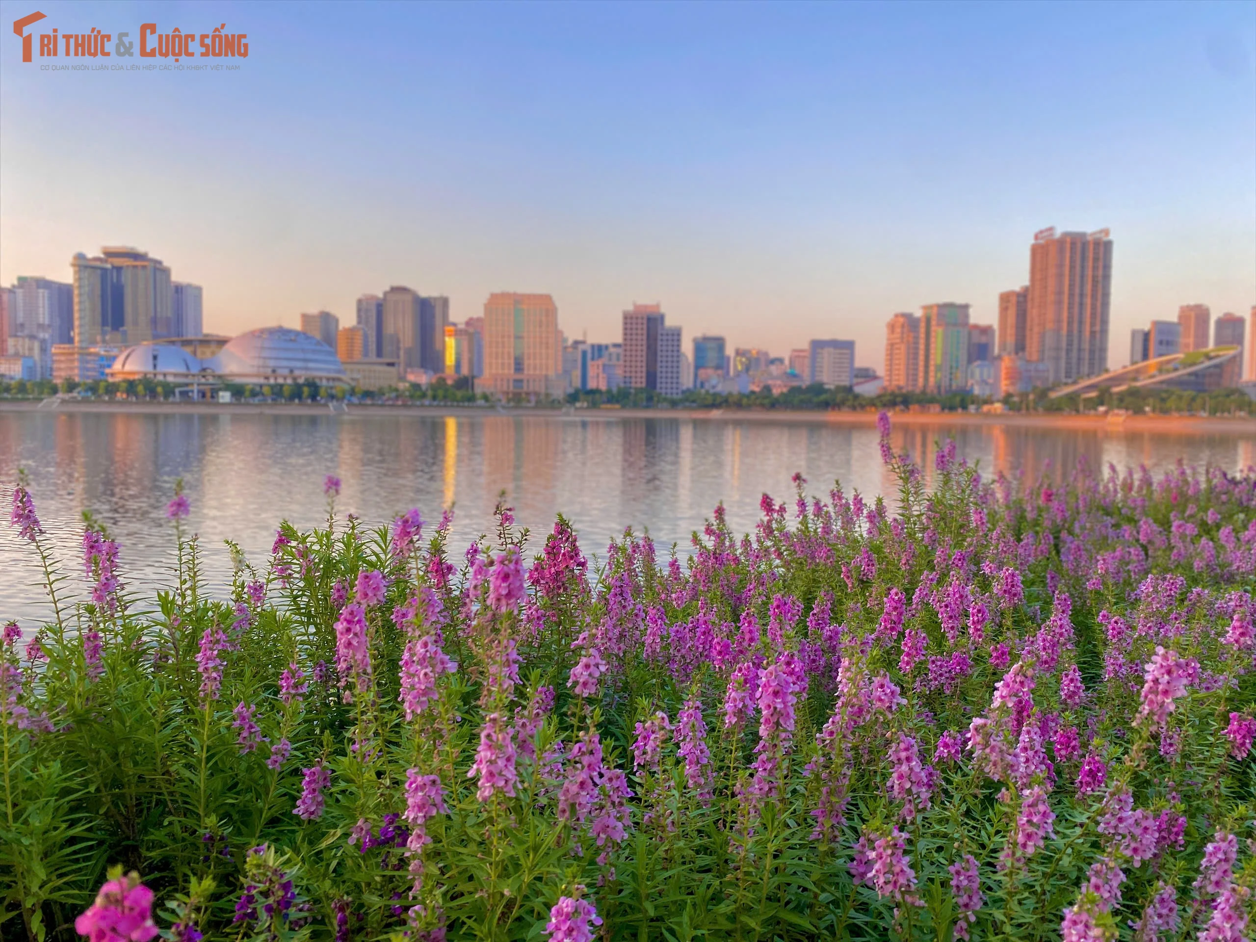 [GALLERY] Tránh đông ở hồ Gươm, bạn trẻ săn thảm hoa violet ở địa điểm mới