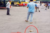 Đồng tiền rơi