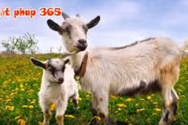 Video: Ba con giáp bản tính thông minh, kiếm tiền giỏi nhất thiên hạ