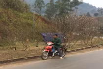 Đào rừng tràn ra quốc lộ tìm “chủ nhân” ngày giáp Tết Mậu Tuất