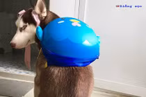 Chú chó Husky mặt ngáo, 4 vợ, quyết tâm ăn cả thế giới