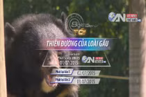 Giải cứu 14 cá thể gấu ở Quảng Ninh