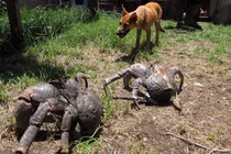 Ghê rợn cảnh cua quái vật khổng lồ trèo cây nghiền nát chim trời