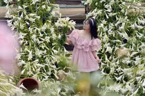 Ngỡ ngàng màu trắng tinh khôi của hoa loa kèn tháng 4