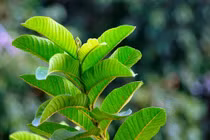 Loại lá giúp giảm mỡ bụng nhanh hơn cả đi thẩm mỹ viện