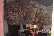 Khoe nhà có bát hương độc, thanh niên bị bóc mẽ vì vài lí do ít ai ngờ đến