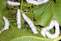 Bài thuốc chữa bệnh không ngờ từ các loại phân động vật