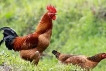 Món ăn ngon, bài thuốc bổ từ các loại gà