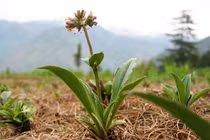 Đau dạ dày, trào ngược dạ dày khỏi tức thì nhờ loại cây này