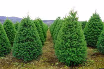 Bài thuốc quý chữa bệnh từ các bộ phận của cây thông Noel