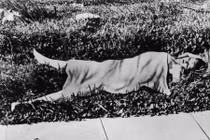“Hoa thược dược đen”- vụ ám ảnh nhất Hollywood