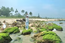 Đẹp nao lòng mùa rêu xanh mướt tại rạn Nam Ô