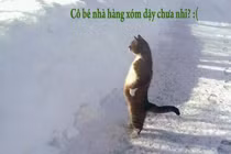 Giây phút “nguy hiểm” của động vật (33)