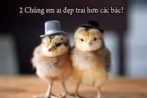 Khi động vật tỏ ra “nguy hiểm” 