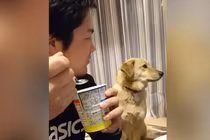 Chú chó thèm thuồng lén nhìn chủ ăn còn “sĩ diện hão”
