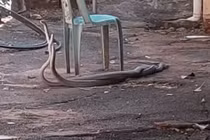 Giành bạn tình, hai con rắn mamba đen khổng lồ “choảng nhau”