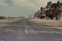 Chạy 100 km/h, Autopilot của Tesla vẫn phanh để cứu cả đàn vịt 