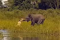 Video: Pha săn voi cực kỳ “bá đạo” của cá sấu