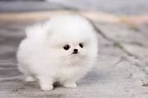 Ba con giáp sự nghiệp bùng nổ, thu nhập khủng hết cỡ trong năm 2019