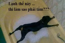 Giây phút “nguy hiểm” của động vật (44)