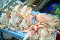 Kinh hoàng hậu họa ăn gà “kháng sinh”