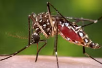 Sự thật về chủng virus "ăn cơm thủng ruột" đang xôn xao