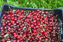 Trái cherry rụng như mưa sau màn rung lắc của nông dân Mỹ