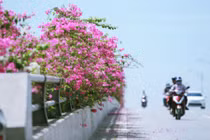 Chiêm ngưỡng cây cầu hoa giấy đẹp nhất Việt Nam