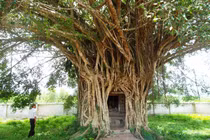 Ngôi miếu thiêng nằm trong thân cây si cổ thụ 