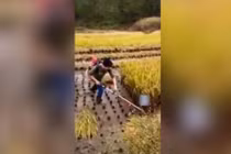 Tuyệt chiêu biến máy cắt cỏ thành máy cắt lúa thông minh