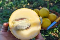 Hết thời hoàng kim, loại trái cây 'sang chảnh' gần triệu đồng/kg giờ rẻ ngang hàng chợ