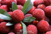 Sự thật về quả thanh mai rừng khiến bà nội trợ yên tâm