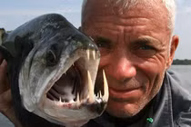 Những “thủy quái ăn thịt người” mà Jeremy Wade bắt được