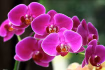 Bật mí 6 loại hoa lan chơi Tết cực “chuẩn“