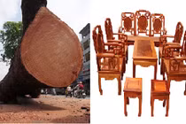 Xem gỗ xà cừ biến thành đồ nội thất chục triệu