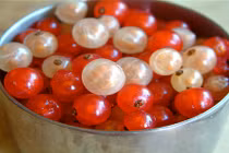 Nhà giàu Hà Nội “ngớ ngẩn” lùng mua quả dại 2 triệu đồng/kg