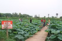 “Xẻ thịt” bãi đá sông Hồng: “Quan” phường giãi bày... khó hiểu quá!