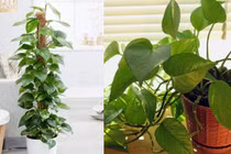 4 thứ không đặt trong phòng khách kẻo tiền bạc 'đội nón ra đi'