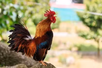 Vượt gió bão, 3 tuổi hết áp lực, thu nhập tăng cuối tháng 6 Âm 