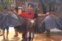 Chim lạ rơi xuống bản Na Mèo: Loài cực hiếm ở Việt Nam! 