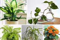 5 đại kỵ khi đặt cây cảnh phòng khách kẻo hao hụt tài lộc