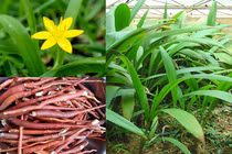 Đi rừng, bất ngờ phát hiện “thần dược phòng the” cực quý hiếm 