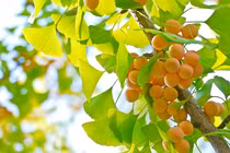 Nghe lời cổ nhân trồng loại cây này, gia đình đời đời phú quý