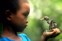 Cảm động đàn chim non được đám trẻ cứu sống sau bão