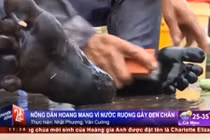 Kinh hoàng nước ruộng nhuộm chân đen xì ở TP HCM