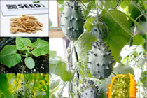 Tuyệt chiêu tự trồng "dưa chuột quái đản" nhất thế giới trong nhà